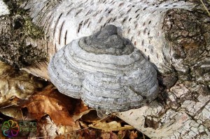 fomes fomentarius (1) (1000 x 667).jpg_product_product_product_product_product